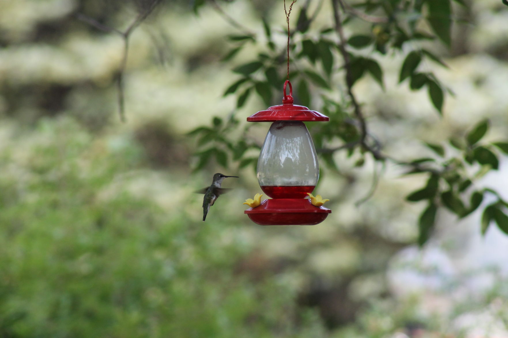 Happy Hummingbird
